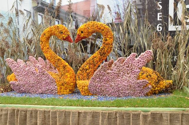 Chrysanthema in Lahr, So, 26.10.25