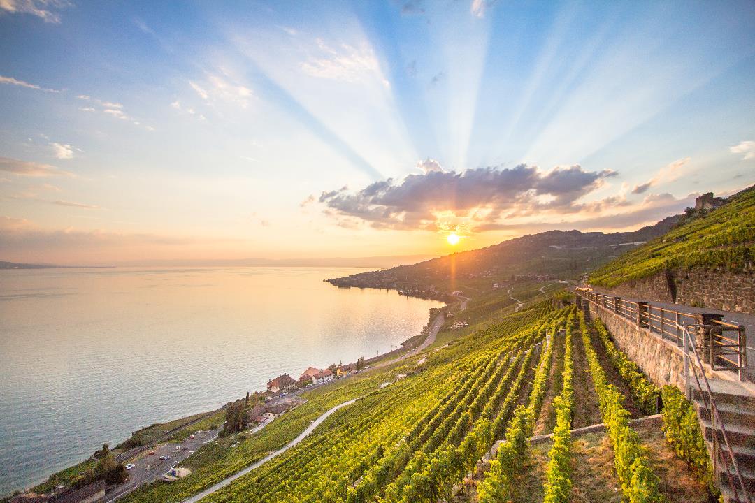 Mont Pèlerin in der Lavaux