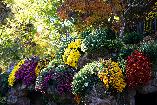 Chrysanthema Lahr in Deutschland